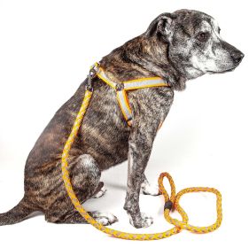 Reflective Stitched Easy Tension Adjustable 2-in-1 Dog Leash and Harness (size: small)